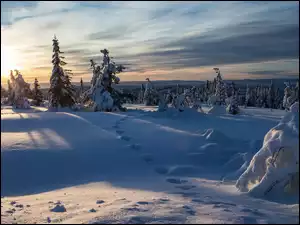 Świerkowy las w śniegu o wschodzie słońca