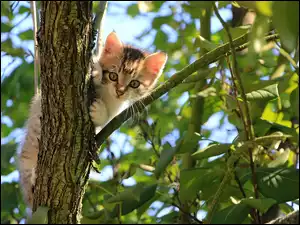 Mały kotek na liściastym drzewie