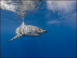 Rekin pod wodą