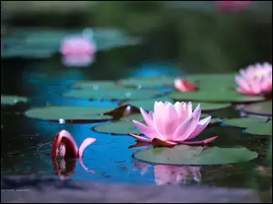 Lilie wodne pośród liści na wodzie