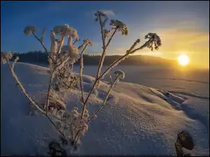 Ośnieżone rośliny na zimowym polu w blasku wschodzącego słońca z lasem w tle