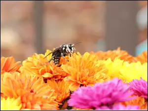 Pszczoła na chryzantemach