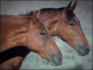 Dwa gniade konie
