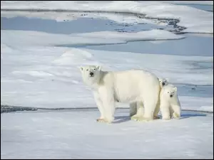 Niedźwiedzia rodzina na spacerze po śniegu