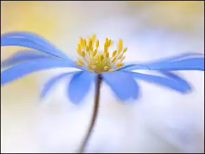 Niebieski kwiat na rozmytym tle