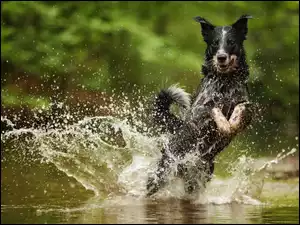 Pies rasy Australian cattle skacząc w rzece rozbryzguje wodę