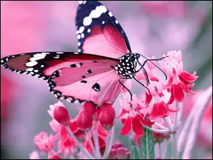 Motyl Danaid wędrowny na różowych kwiatach