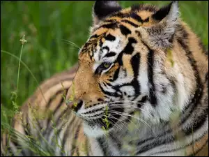 Leżący tygrys w trawie
