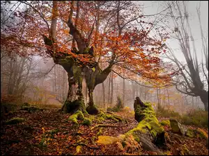Omszale drzewo w jesiennym zamglonym parku