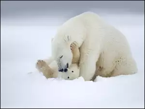 Niedźwiedzica z niedźwiedziem podczas zabawy na śniegu
