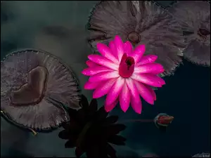 Kwiat lotosu i liście na wodzie