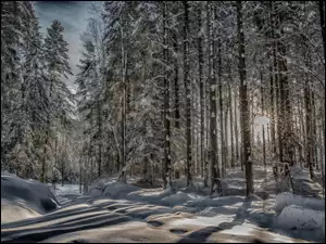 Słońce przebija się przez zaśnieżone leśne drzewa