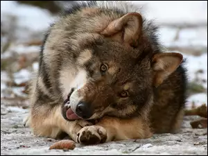 Odpoczywający wilk