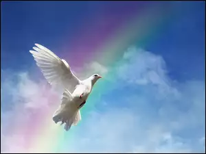 Biały gołąb na tle nieba