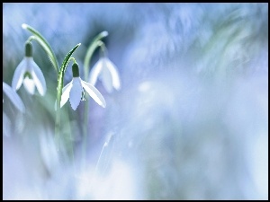 Białe kwiaty przebiśniegi na rozmytym tle