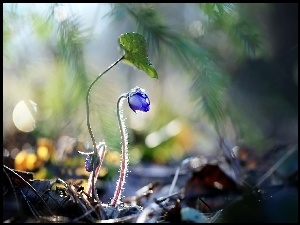 Niebieski kwiatuszek w przebijającym świetle