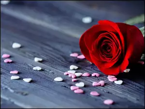Czerwona róża z rozsypanymi serduszkami