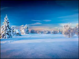 Krajobraz z ośnieżonymi świerkami na zimowym polu