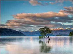 Pochylone drzewo na górskim jeziorze Wanaka w Nowej Zelandii
