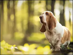 Pies rasy Basset hound przystanął na leśnym pieńku