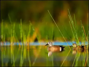 Dzikie kaczki na wodzie między trzcinami