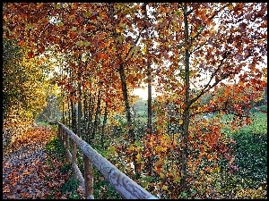 Drzewa i droga pokryta jesiennymi liśćmi obok drewnianego ogrodzenia