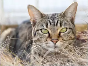 Bury kot przyczajony w suchej trawie