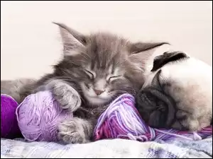 Mały kotek i szczeniaczek Mops śpią na kłębkach włóczki