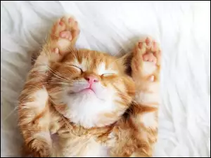 Śpiący kotek z wyciągniętymi łapkami podniesionymi do góry