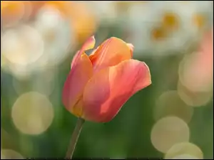 Rozświetlony cieniowany tulipan na rozmytym tle