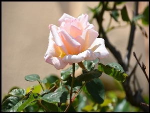 Różowa róża z listkami