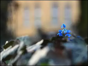 Niebieskie kwiaty Cebulicy syberyjskiej na rozmytym tle