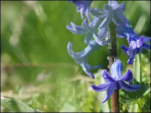 Niebieskie hiacynty w kroplach rosy