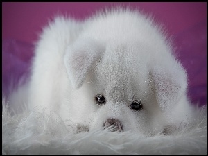 Mały biały szczeniaczek rasy akita Inu