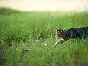 Bury kot szuka myszki w trawie