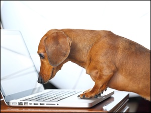 Pies, Śmieszne, Jamnik, Laptop