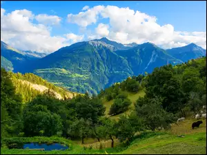 Góry, Szwajcaria, Lasy, Jeziorko