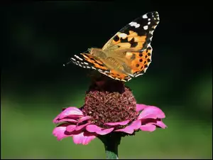 Motyl, Cynia, Rusałka osetnik, Kwiat