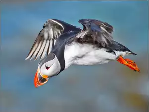 Wodny ptak Maskonur podczas lotu
