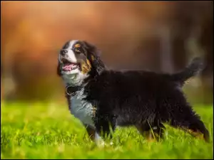 Berneński pies pasterski na trawie