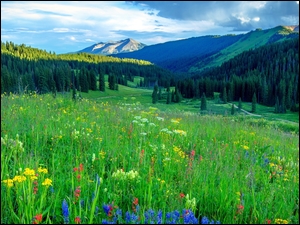 Zielona kwiecista łąka przy górskim lesie w Kolorado w Stanach Zjednoczonych