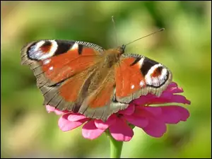 Motyl, Cynia, Rusałka pawik, Kwiat