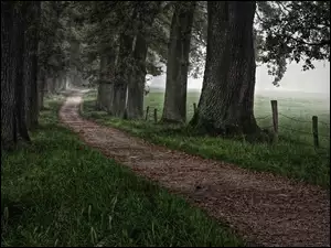 Droga, Mgła, Drzewa, Trawa
