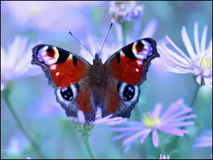 Motyl rusałka pawik zachwycony kwiatkami