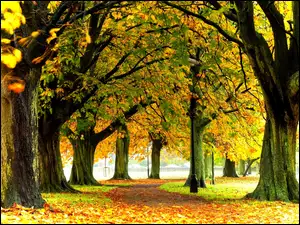 Park, Alejka, Drzewa, Jesień