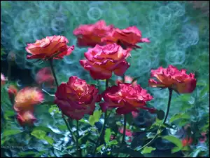 Różowe, Bokeh, Róże, Kwiaty