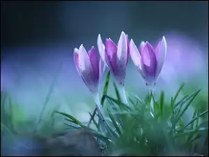 Rozświetlone liliowo fioletowe krokusy w trawie