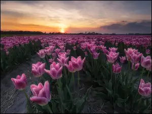 Pole różowych tulipanów w blasku zachodzącego słońca