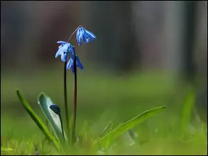 Cebulice Syberyjskie, Wiosna, Niebieskie, Kwiaty