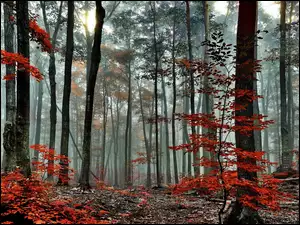 Mgła, Jesień, Przebijające, Las, Światło